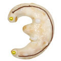 moon with face 5cm cookie cutter c1073 cookie