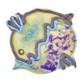 pisces star sign cookie cutter c1354 cookie