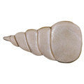 seashell cookie cutter c1459 cookie